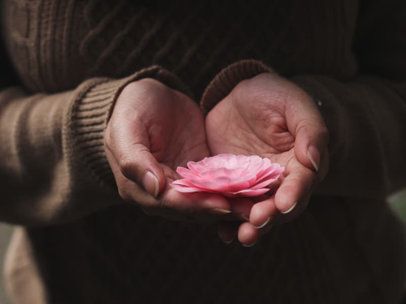 a pink flower cupped in a woman's hands A flower cupped in a woman's hand - an image of self concept and acceptance